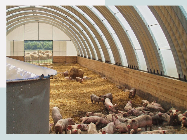 Строительство свинарников в Черногорске